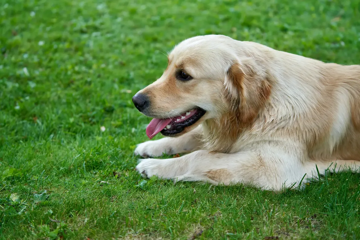 Golden Retriever dog lying on lush green grass with tongue out, showcasing its playful and relaxed nature.