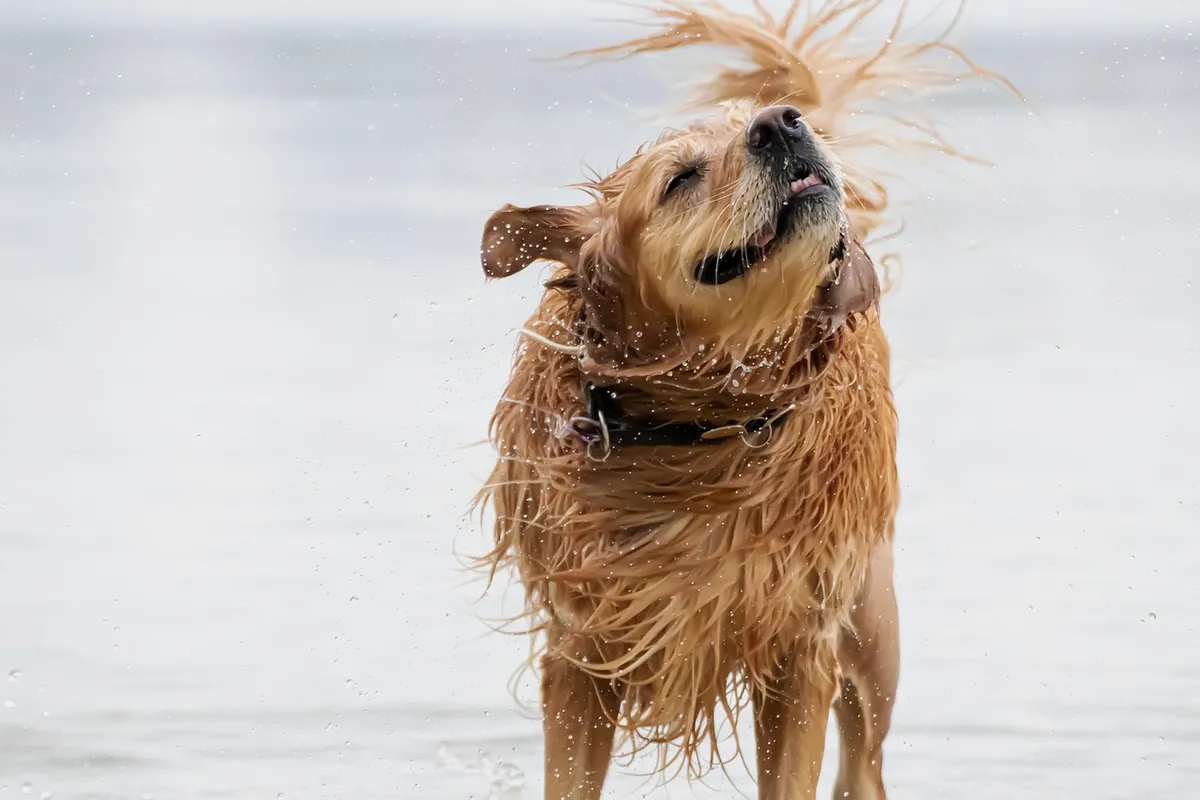 dog, golden retriever, water, pet, domestic animal, nature, wet, waterdrops, shake, fur, to bathe, animal, swim