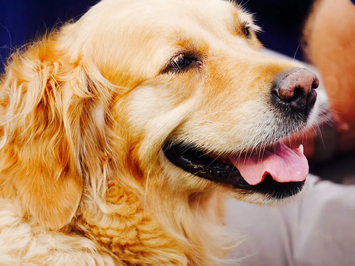 Happy dog golden retriever