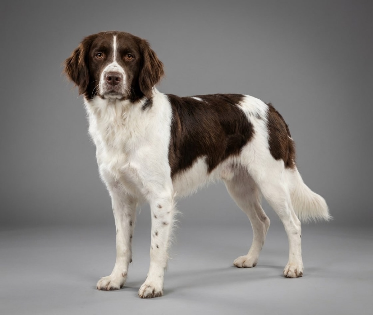 Ein freundlicher Golden Retriever
