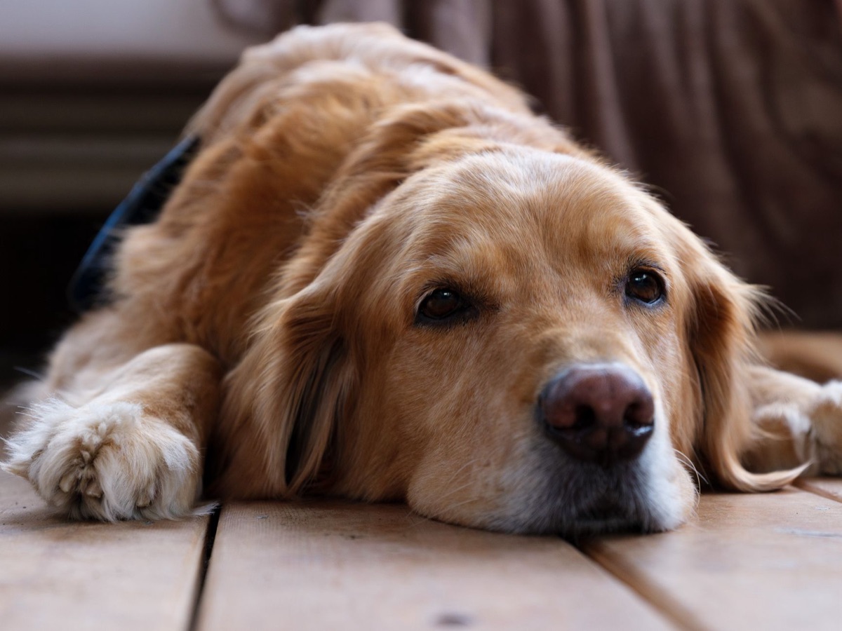 Nahaufnahme des glänzenden Fells eines Golden Retrievers