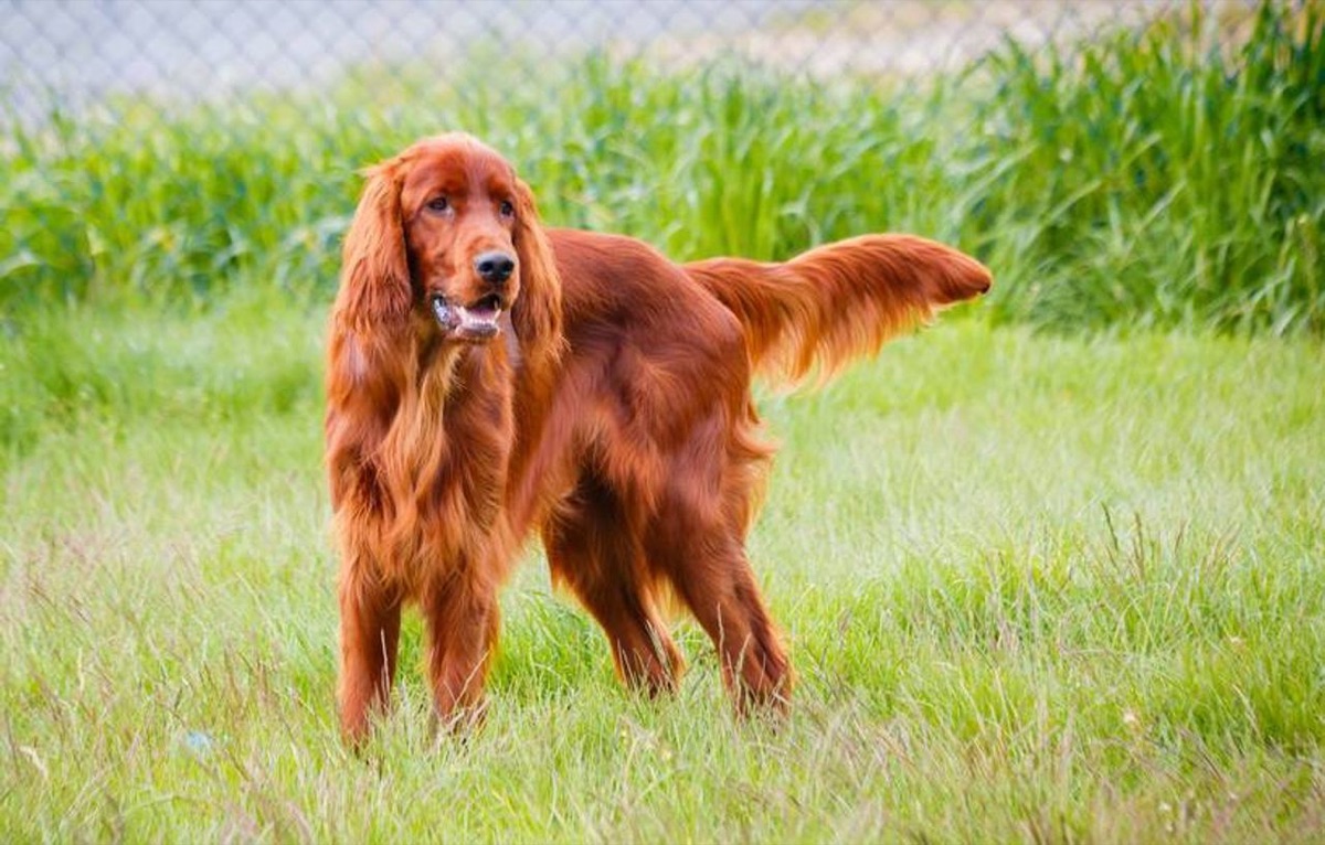 A friendly golden retriever sitting in a park