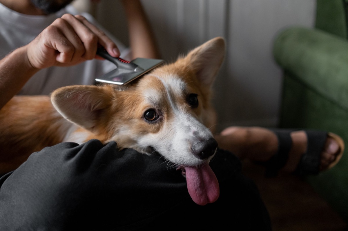 Pet grooming tools for long-haired dogs