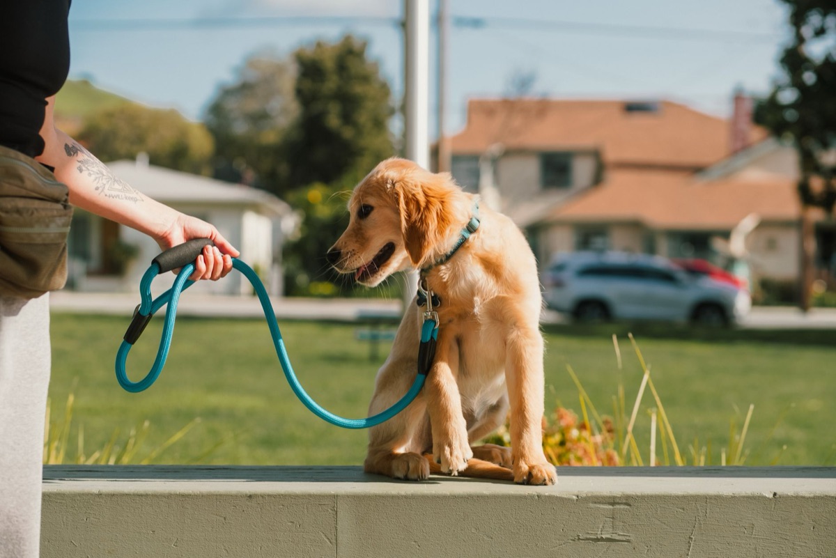 Cachorro de Golden Retriever aprendiendo comandos básicos.