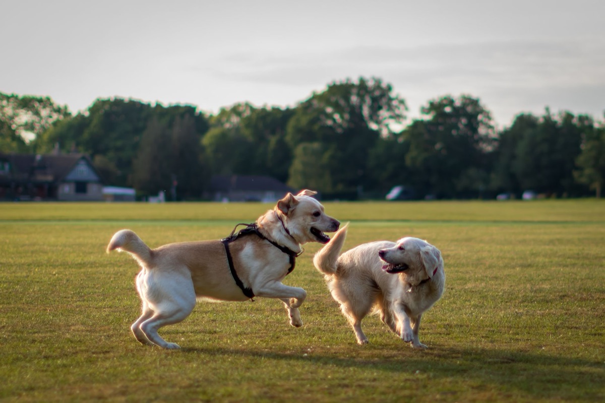 Un Golden Retriever courant joyeusement dans un parc ensoleillé