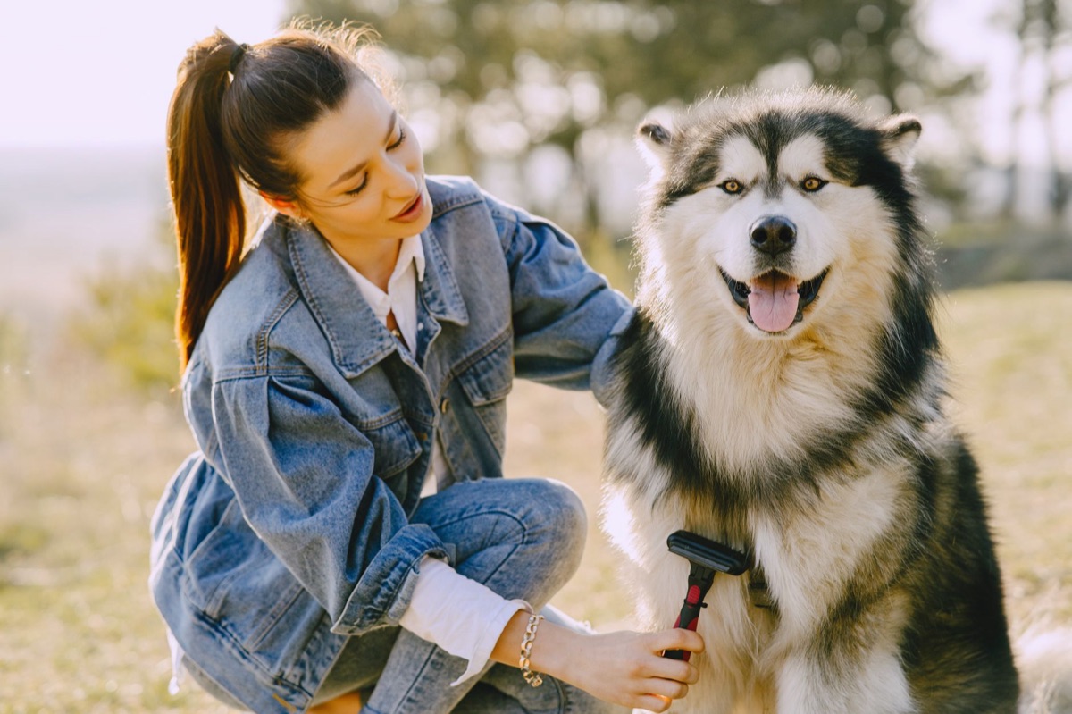 犬のブラッシング用品