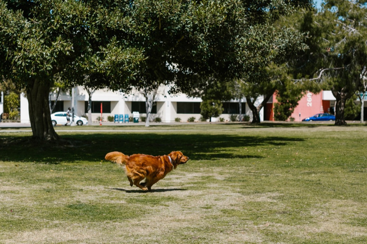 Gouden retriever die buiten rent