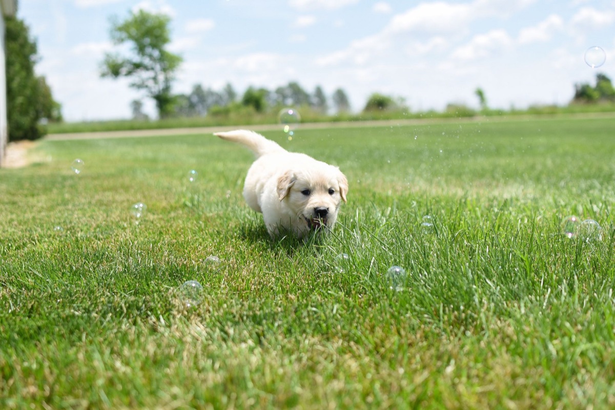 Een schattige gouden retriever puppy die speelt