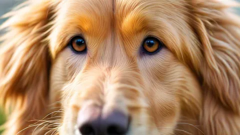 Golden Retriever: 4 dicas essenciais para novos proprietários