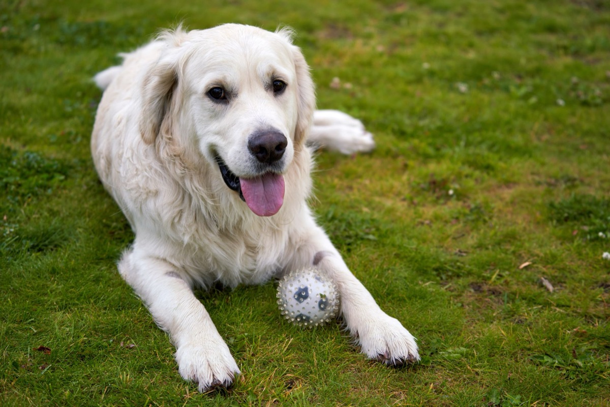 Golden Retriever brincando ao ar livre