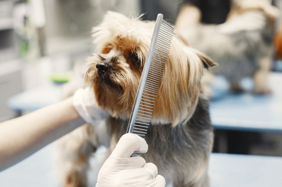 Escovação de pelos de um cão grande