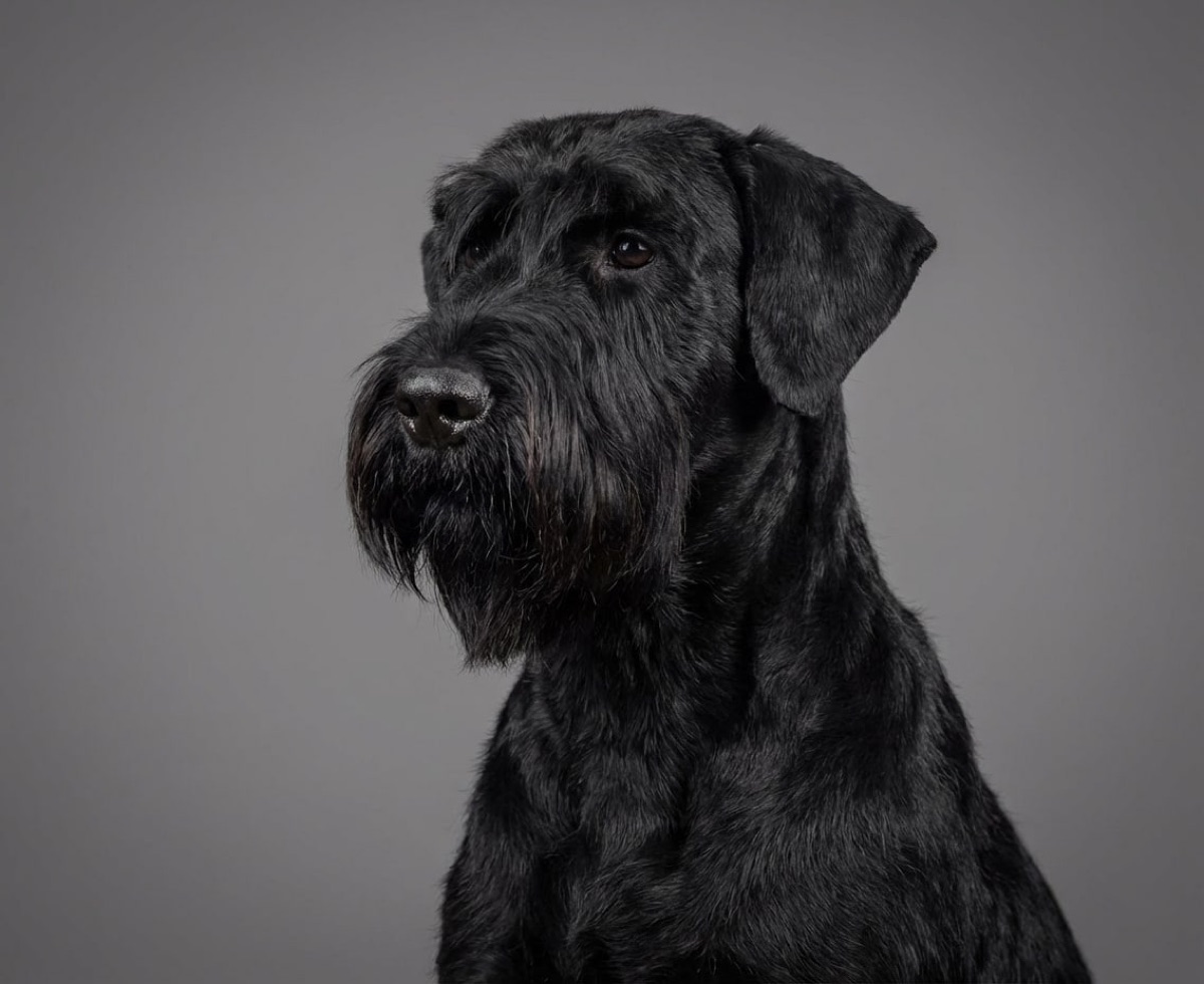 親切友善的金毛獵犬