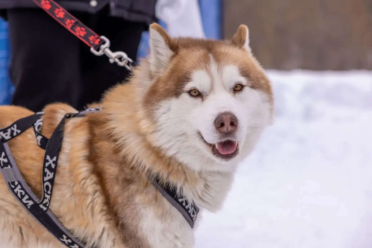 Siberian Husky가 헨치를 착용하고, 눈 덮힌 외부 환경을 즐기는 근대 촬영입니다.