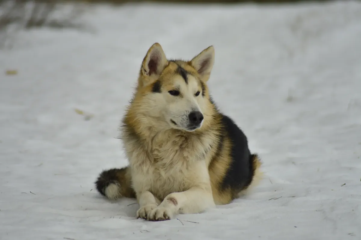 Siberian Husky가 눈 덮힌 편안한 풍경에서 편안하게 누워 있으며, 아름다운 털과 주의 깊은 자세를 보여줍니다.