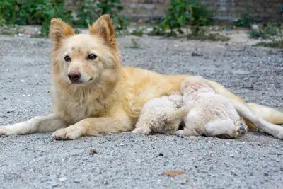 Kintamani Hund Merkmale: Die beste Rasse aus Bali