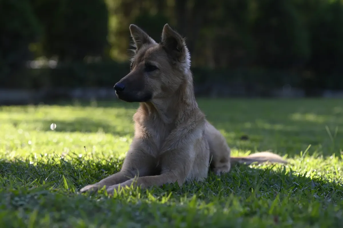 A charming dog rests on grassy terrain in a sunny park in Manipur, India, showcasing natural beauty and serenity.