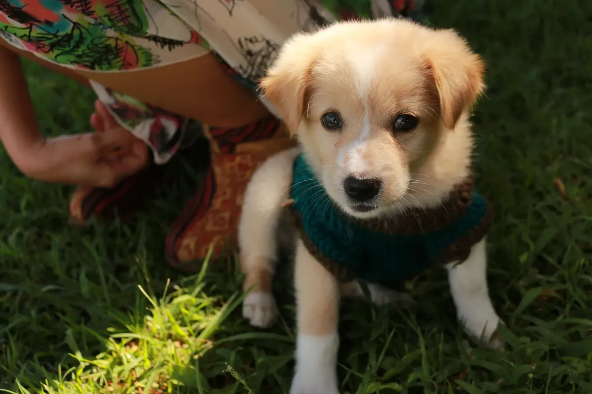 Adorable puppy wearing a sweater enjoying the outdoors in Vietnam. Perfect for pet lovers.