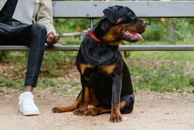 Temperament hond: Hoe je het karakter van je dier begrijpt