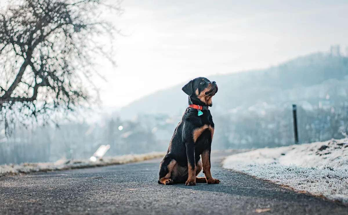 dog, nature, rottweiler, winter, outdoors, animal, domestic animal, rottie, snow, pet, canine