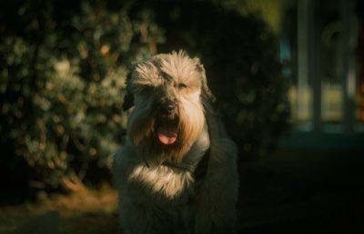Sozialisierung: 5 Tipps für Ihren Duck Tolling Retriever