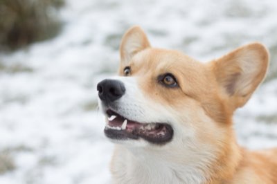 Socializzazione Cane: Il Periodo Critico tra 3 e 16 Settimane
