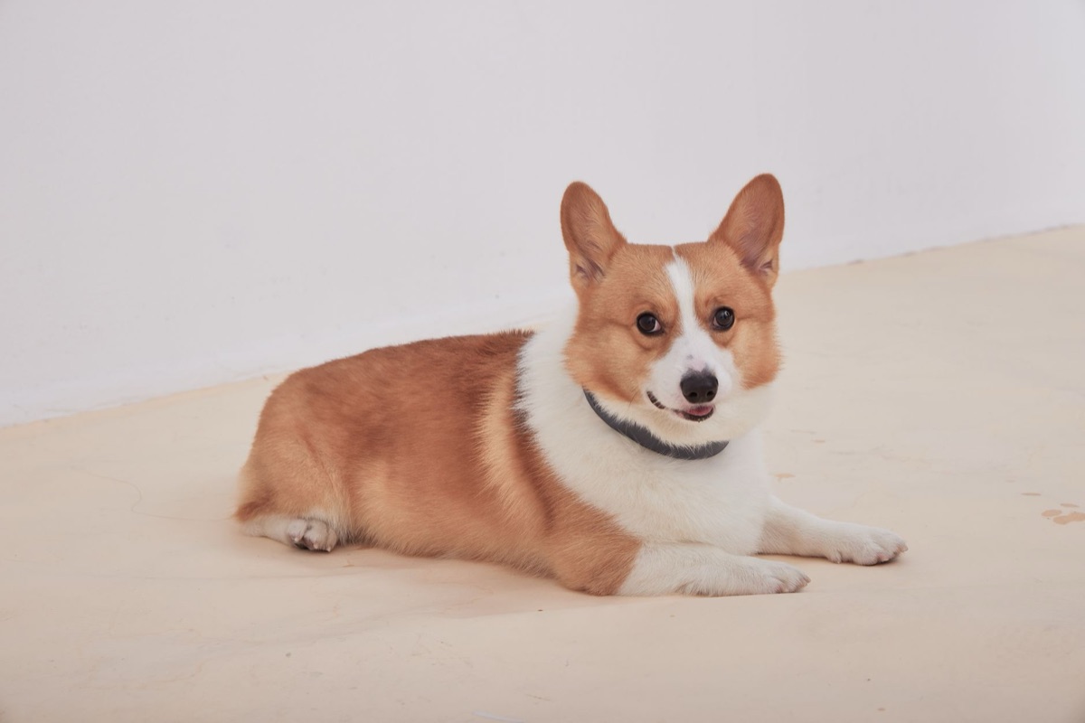 Un corgi tenero con un uomo che stringe il suo zampino