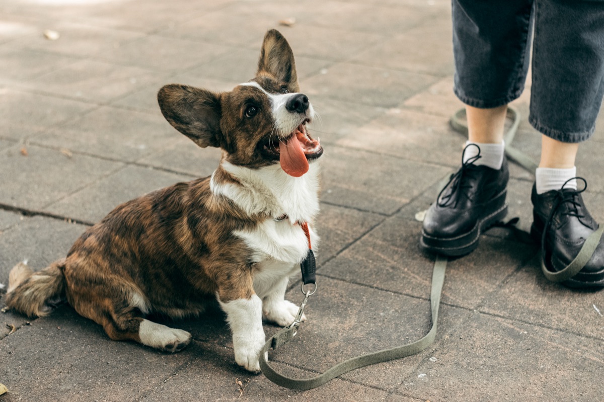 Un corgi tenero seduto su un tappeto con un uomo che stringe il suo zampino