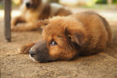 Socialização do Duck Tolling Retriever: Guia Completo