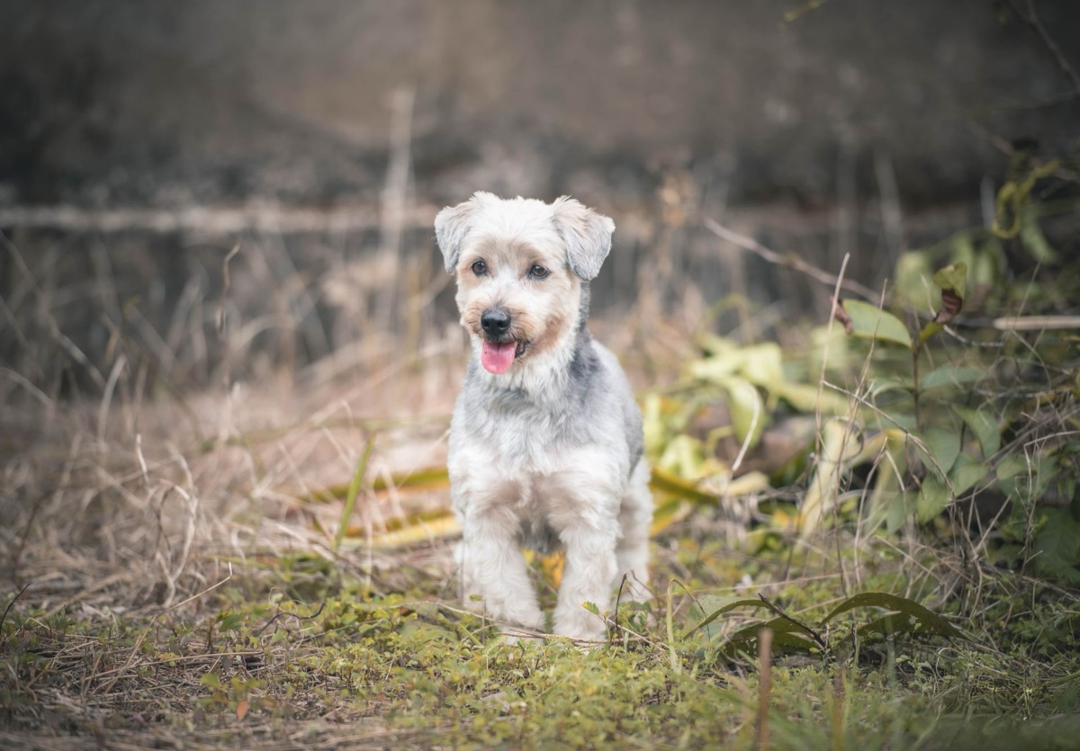 cão norueguês terrier socializando com humano