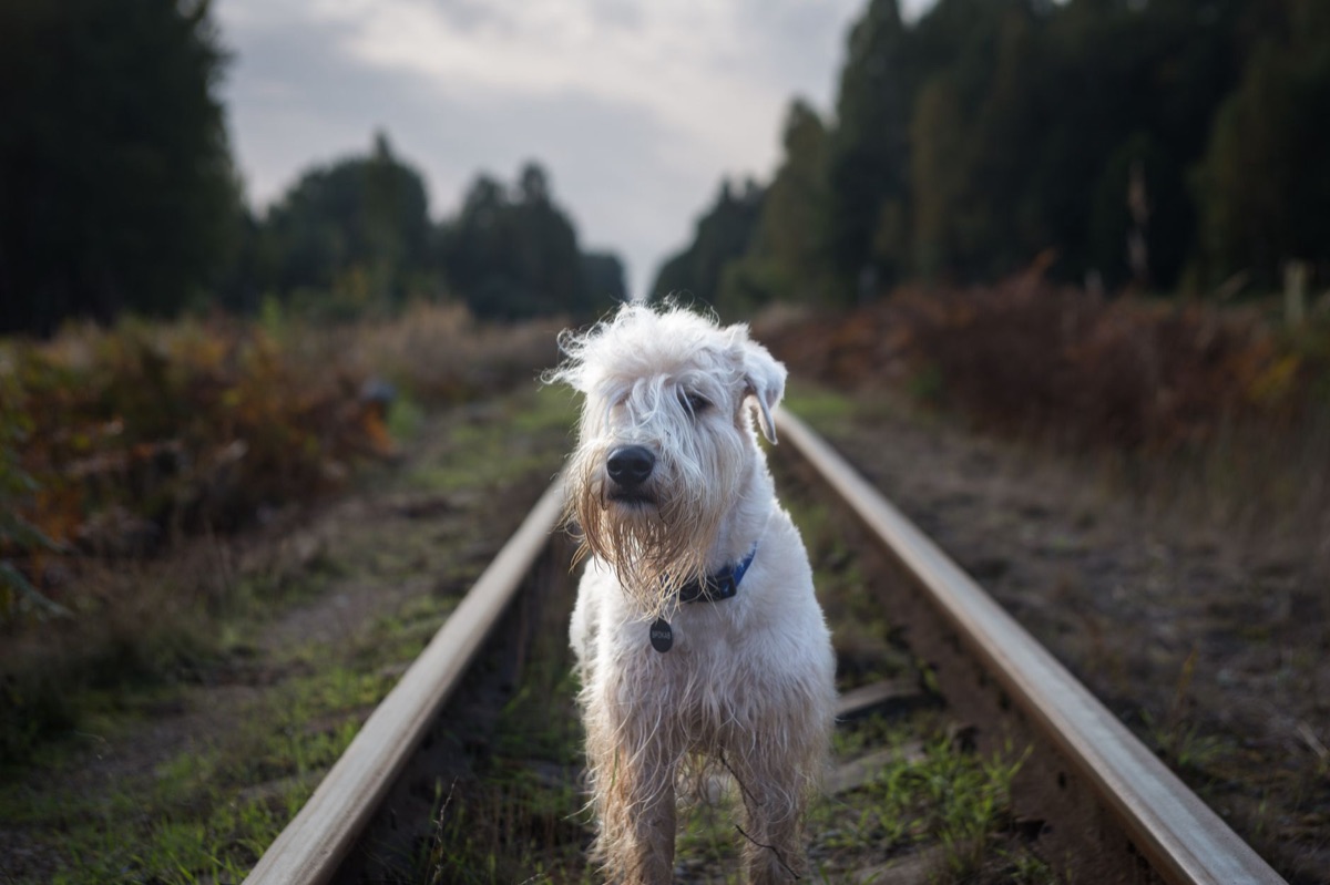 cão norueguês terrier recebendo treinamento de comportamento