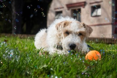 犬隻社交不等於亂跑：北威爾斯犬的品質訓練指南完整指南