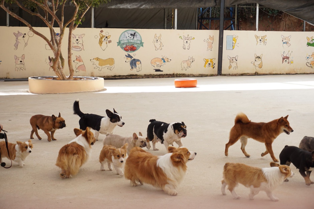 北方威爾士泰勒犬社會化與其他犬互動