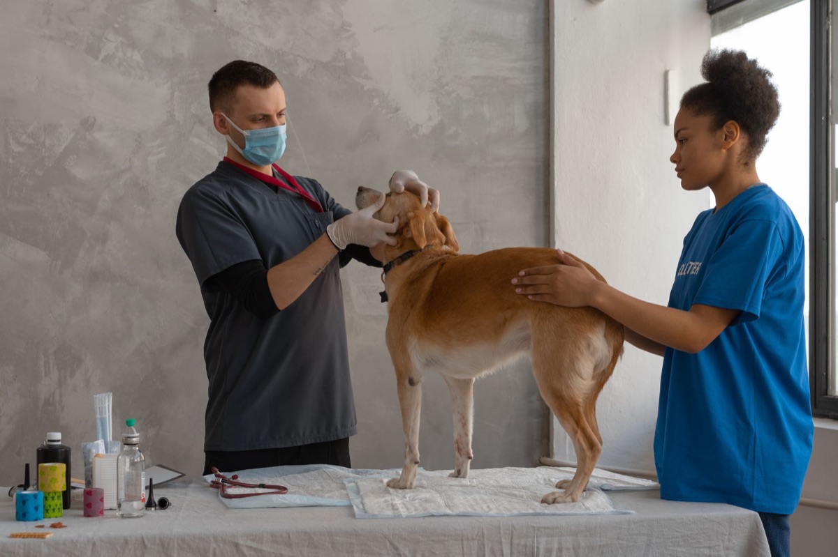 A veterinarian examining a dachshund during a health checkup.