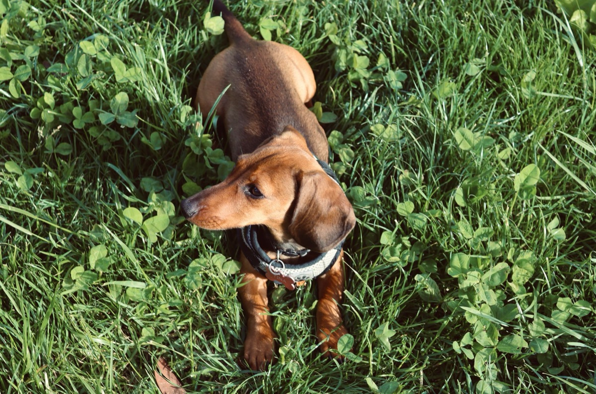 A healthy dachshund eating nutritious food from a bowl.