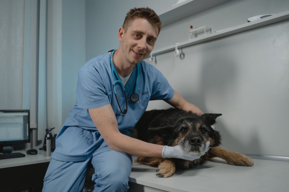Veterinario examinando a un perro dachshund con un estetoscopio.