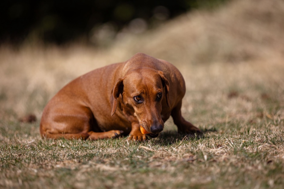 Perro dachshund junto a un cuenco de comida saludable para el control de peso.
