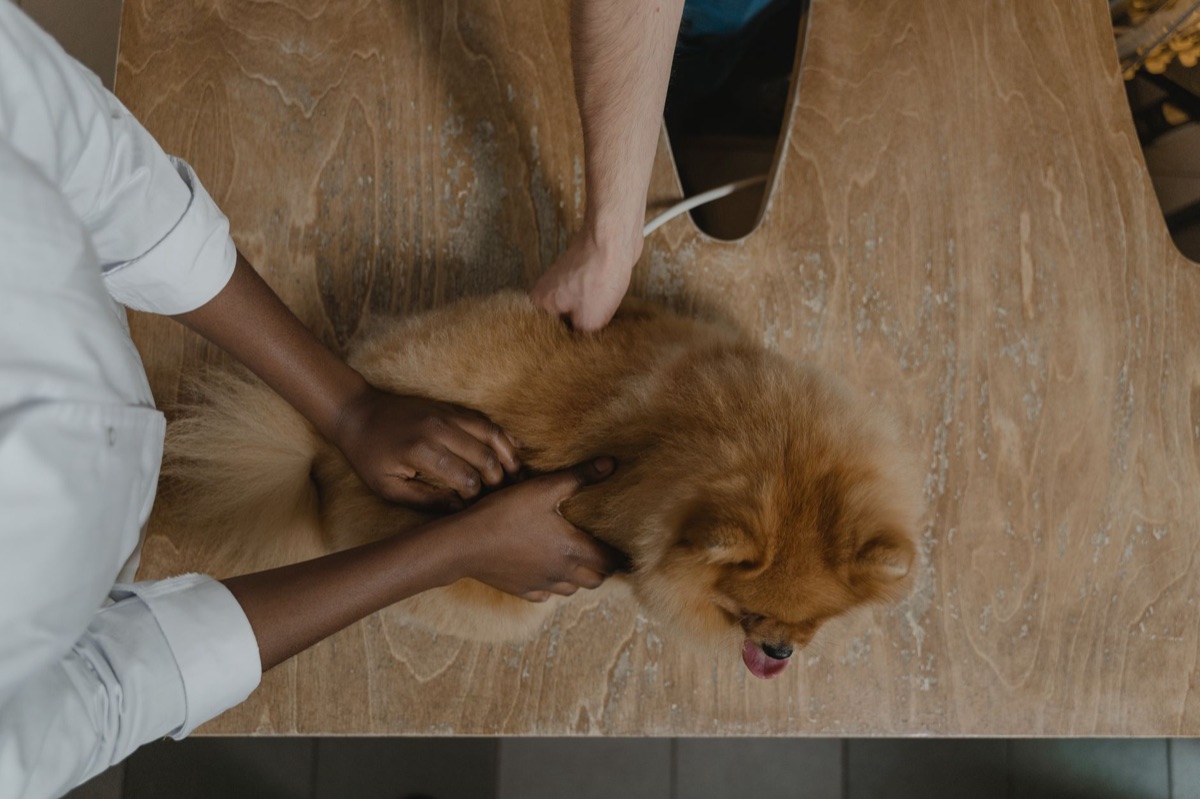 Un vétérinaire examinant un dachshund lors d'un contrôle de santé.