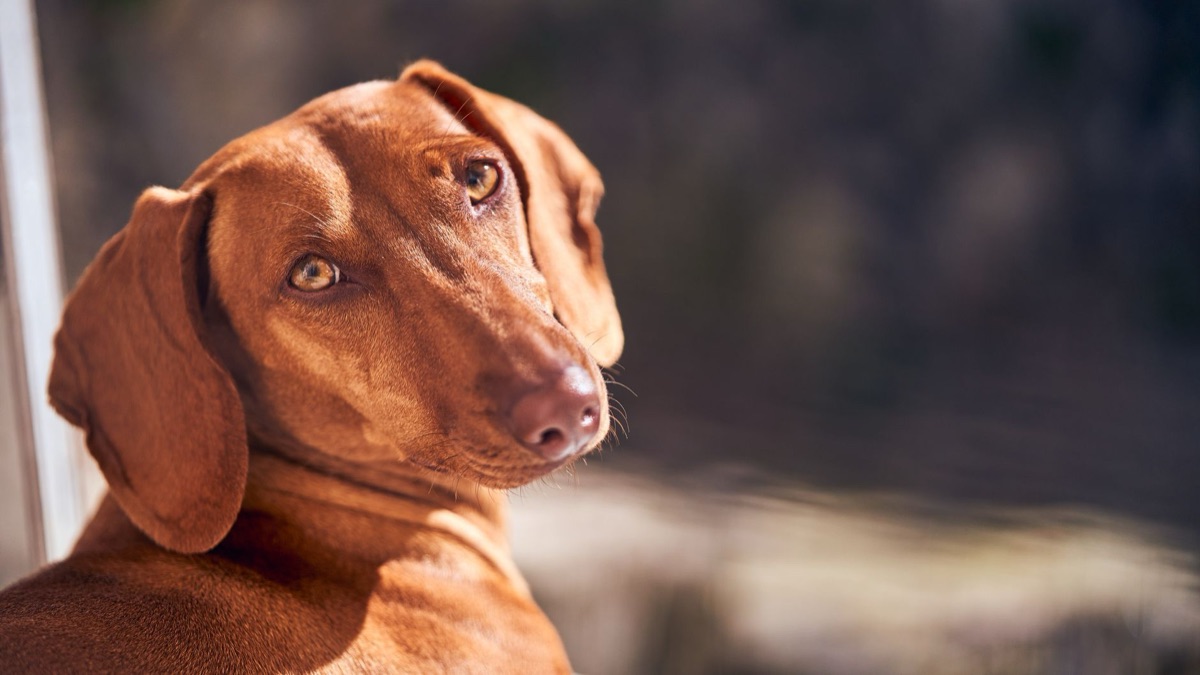 Un dachshund mangeant une portion contrôlée de nourriture pour chien.