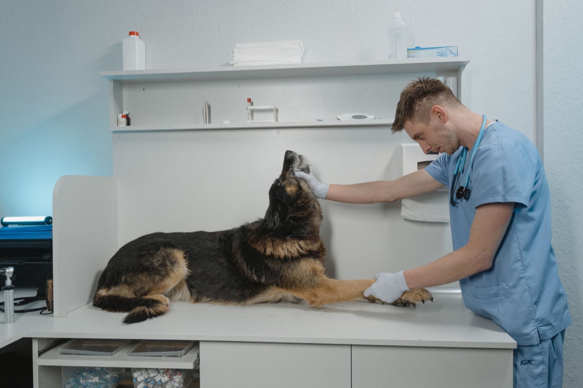 Un veterinario che esamina con cura un dachshund durante un controllo medico.