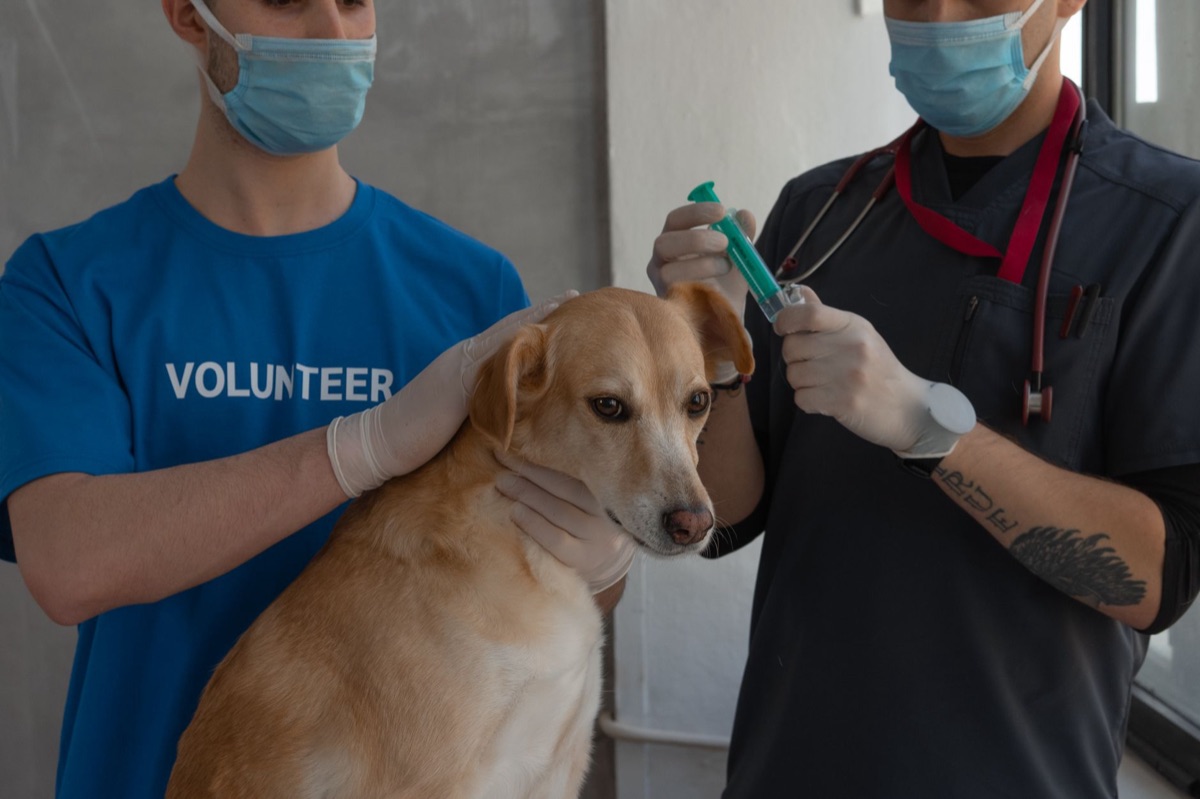 Veterinário examinando um dachshund com estetoscópio em uma clínica.