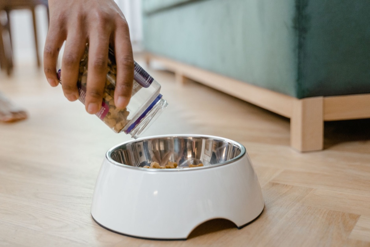Um dachshund saudável ao lado de uma tigela de comida para controle de peso.