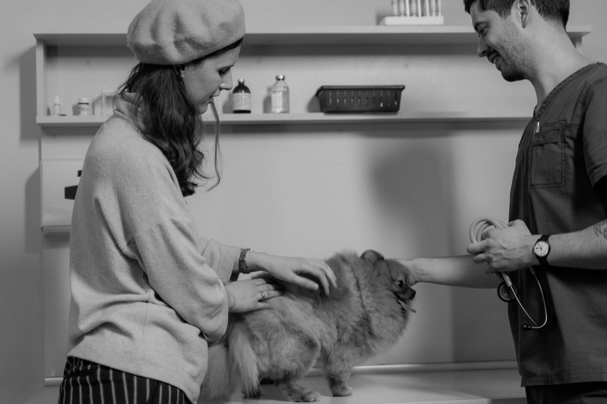 獸醫檢查臘手犬脊椎健康