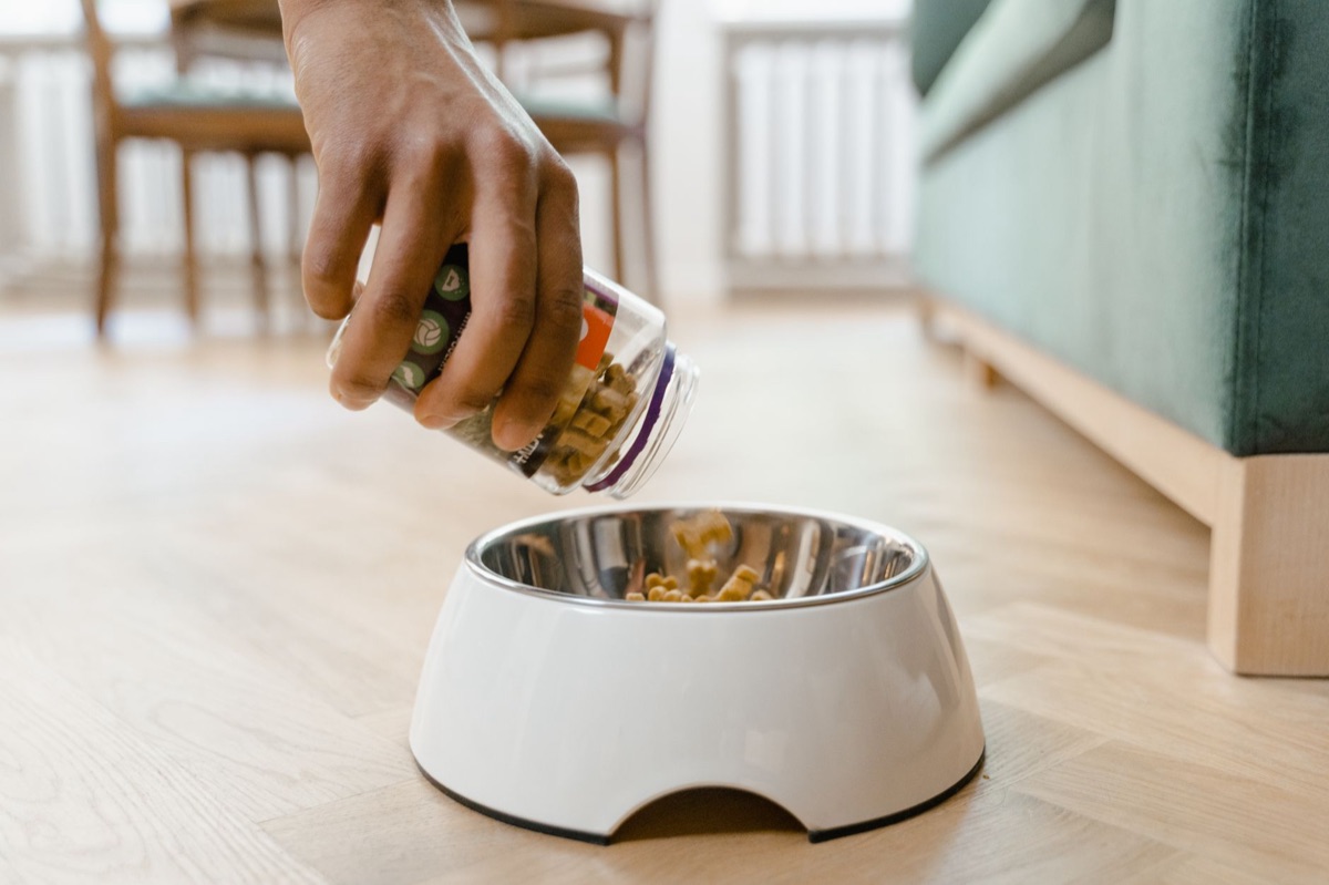 臘手犬在吃健康寵物食品