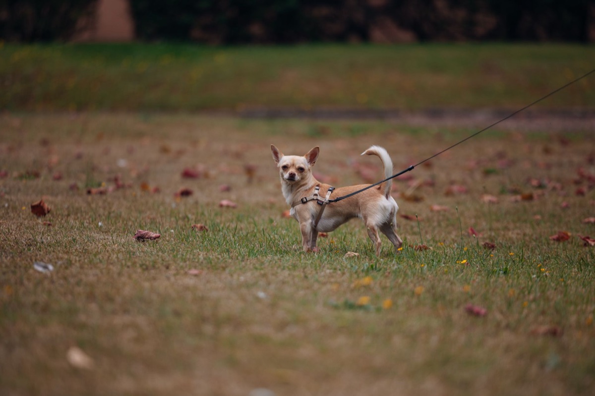 Kleinere Hunde spazieren gehen