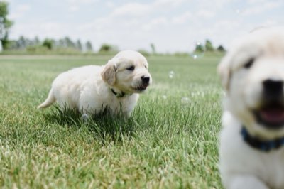 12-18 Months: When Puppies Can Safely Go Hard Running