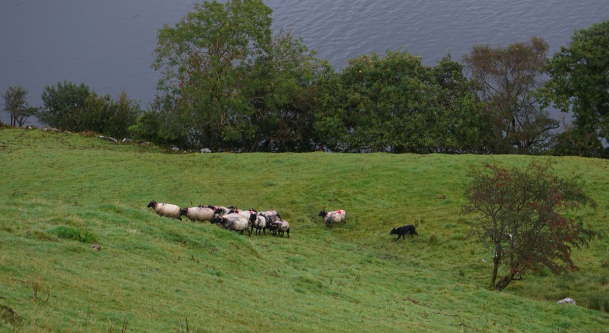 Border collie focused on herding livestock