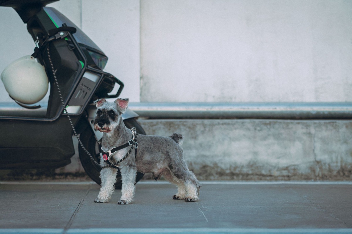 Small schnauzer walking attentively on a leash