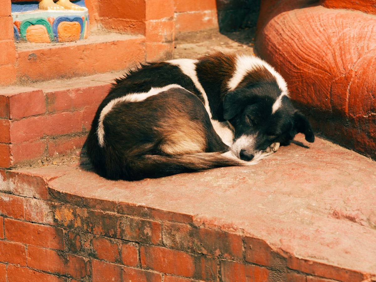 Perro pequeño durmiendo en alfombra