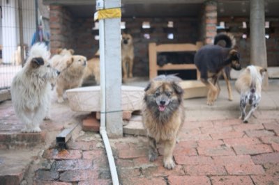 Race chien et exercice : l'erreur fatale d'une marche universelle