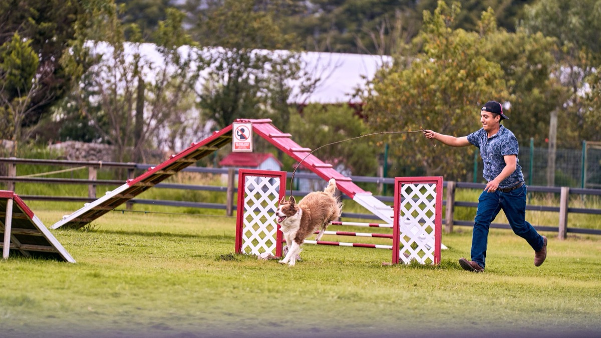 Allenamento agilità cane